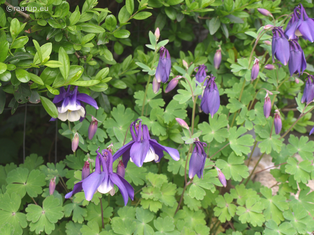 Columbine (unknown variety), Danish: Akeleje