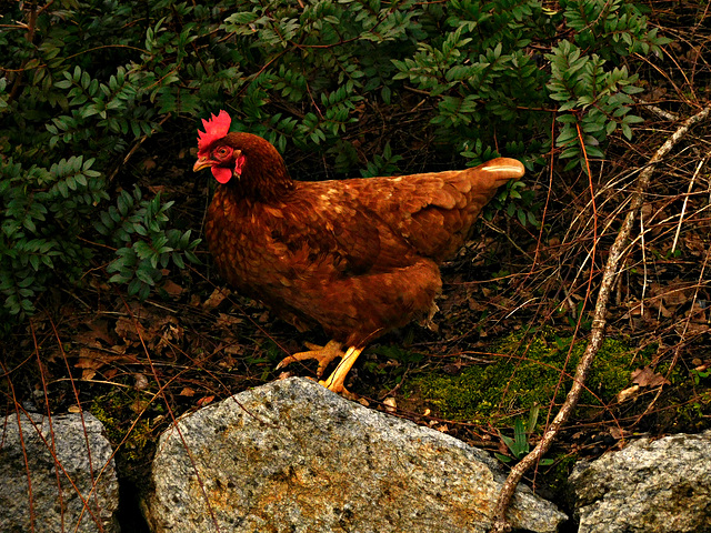 je trouve pas mes poulettes