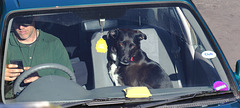 IMG 3458 DogCar dpp