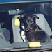 IMG 3458 DogCar dpp