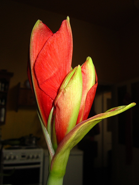 My gorgeous amaryllis