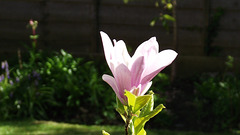 A lovely magnolia