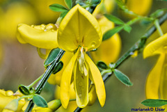 Besenginster (Cytisus scoparius)