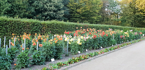 Dahliengarten