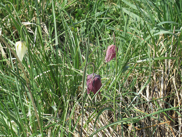 Schachbrettblumen im Junkernfeld