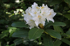 Zeit des Rhododendrons