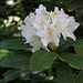 Zeit des Rhododendrons