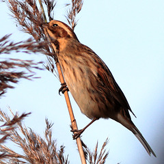 EOS 90D Peter Harriman 11 28 04 01699 reedBunting dpp