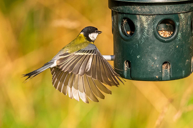 Great tit