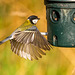 Great tit