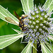 20230719 2425CPw [D~LIP] Flachblättriger Mannstreu (Eryngium planum), Bienenjagende Knotenwespe (Cerceris rybyensis), Bad Salzuflen