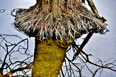 Roots in water 3