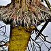Roots in water 3