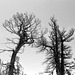 Dead Bristlecone pines