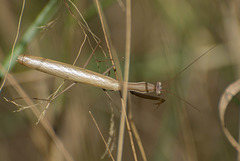 Praying Mantid (Mantis religiosa) DSB 2128