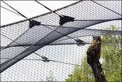 Happy Fence, unhappy Bird