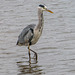 Heron 2