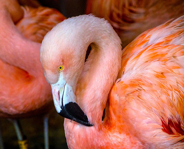 Flamingo