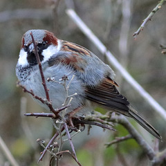 EOS 90D Unknown 13 56 12 12905 Sparrow dpp