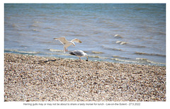 Gull's or gulls' lunch  Lee-on-the-Solent 27 5 2022