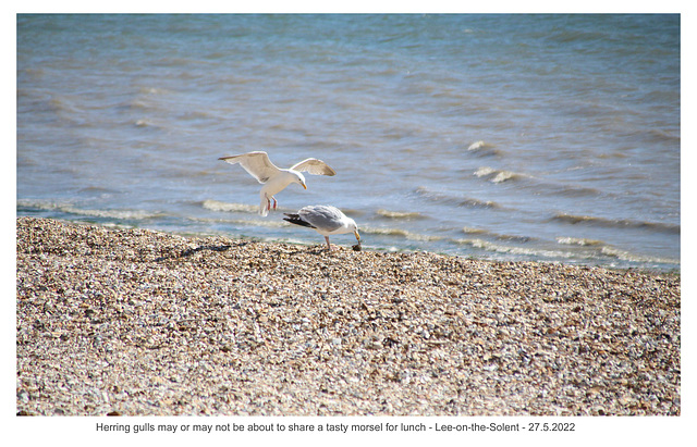 Gull's or gulls' lunch  Lee-on-the-Solent 27 5 2022