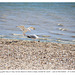 Gull's or gulls' lunch  Lee-on-the-Solent 27 5 2022