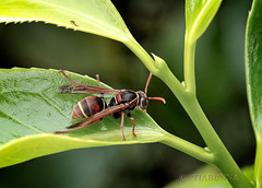 Australian Paper Wasp