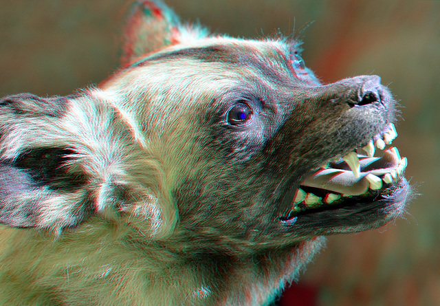 Naturalis Leiden 3D anaglyph