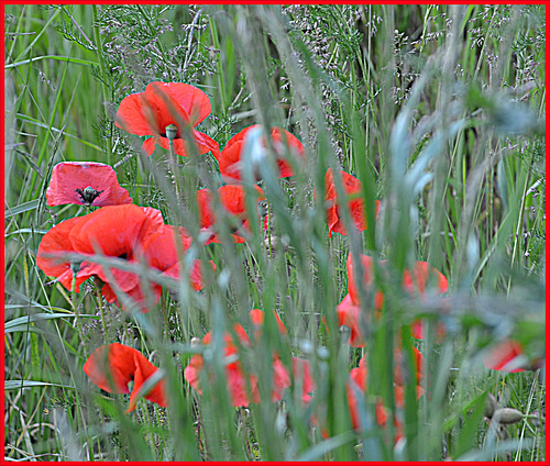 Hidden Poppy's