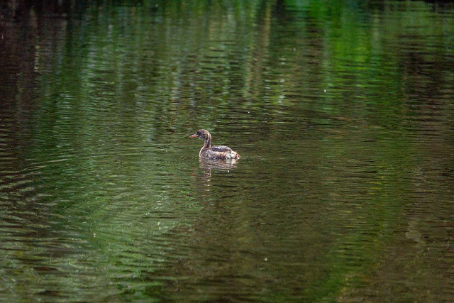 Little grebe