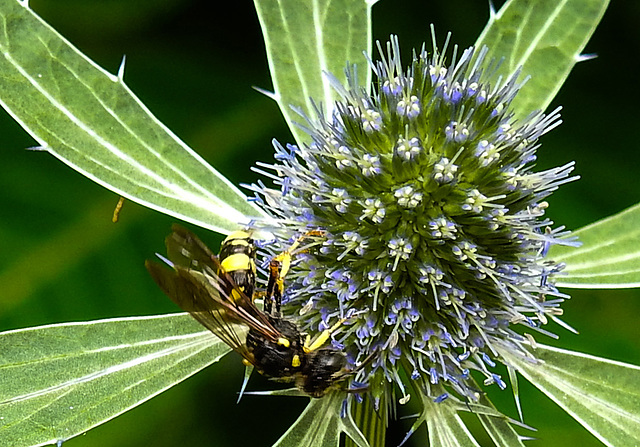 20230719 2426CPw [D~LIP] Flachblättriger Mannstreu (Eryngium planum), Bienenjagende Knotenwespe (Cerceris rybyensis), Bad Salzuflen