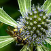 20230719 2426CPw [D~LIP] Flachblättriger Mannstreu (Eryngium planum), Bienenjagende Knotenwespe (Cerceris rybyensis), Bad Salzuflen