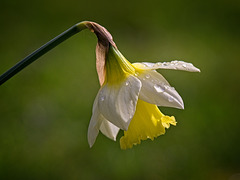 Daffodil with Water Droplets