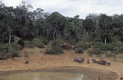 Mt Kenya waterhole scene