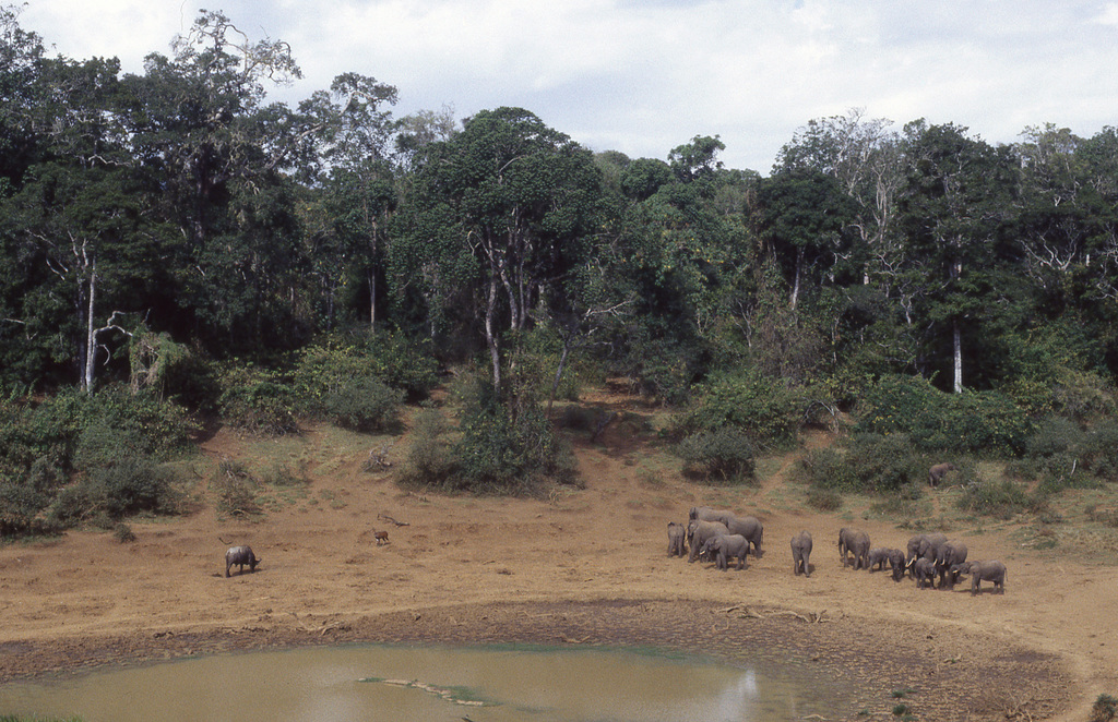 Mt Kenya waterhole scene