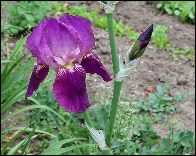 Iris Imperator