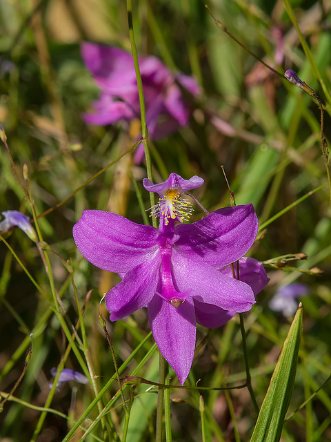 Calopogon tuberosus 02