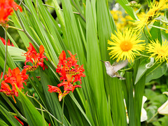 The Butchart Gardens