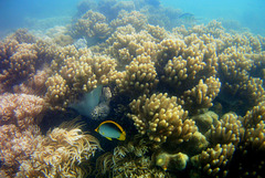 Great Barrier Reef