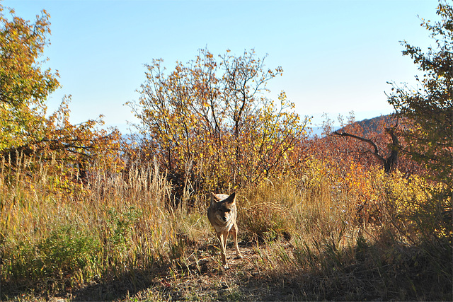 Mąʼii  (coyote) - Mesa Verde National Park, CO