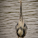 Heron 3