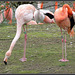 Flamingos (1)