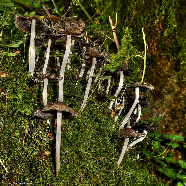 'Noodle' Mushrooms (1 x PiP)