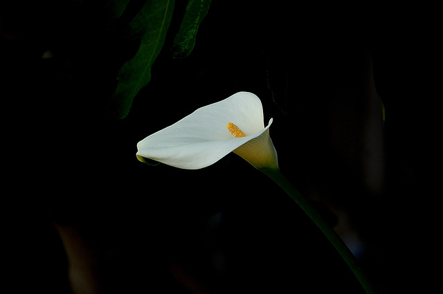 A flower's jouissance