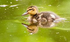 Mallard duckling