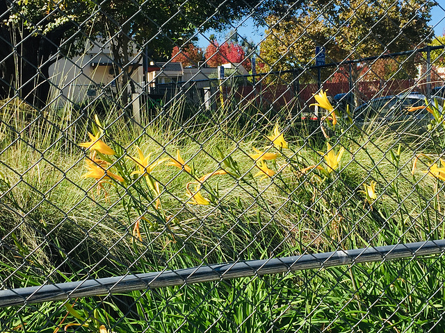 Lillies