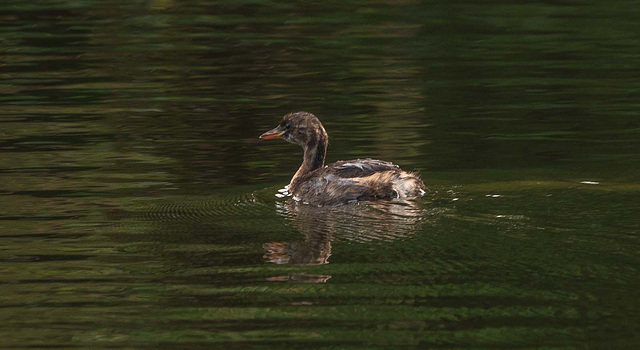 Little grebe