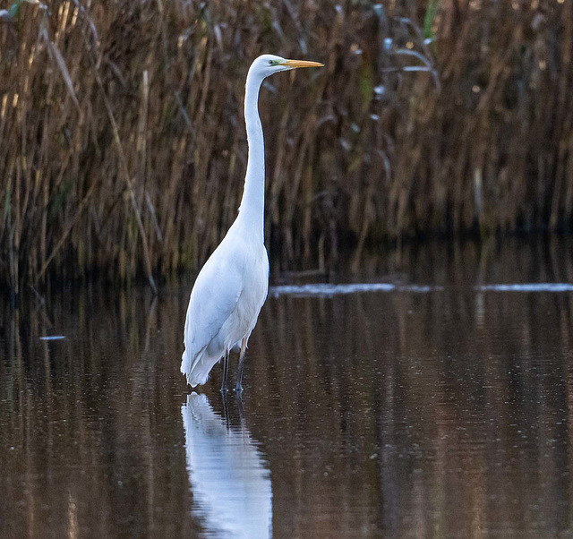 Great white egret