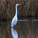 Great white egret