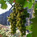Raisin ************